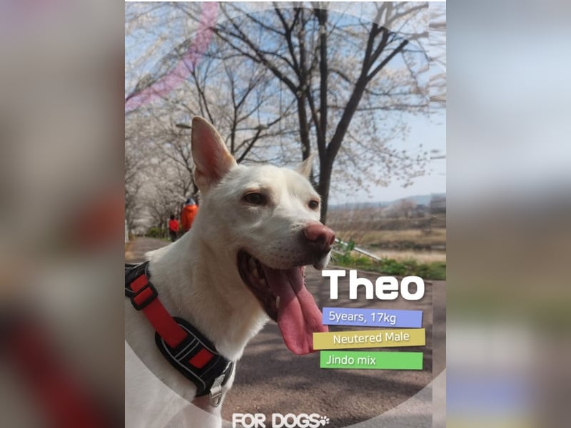Theo -Der leise Begleiter mit großem Herzen
