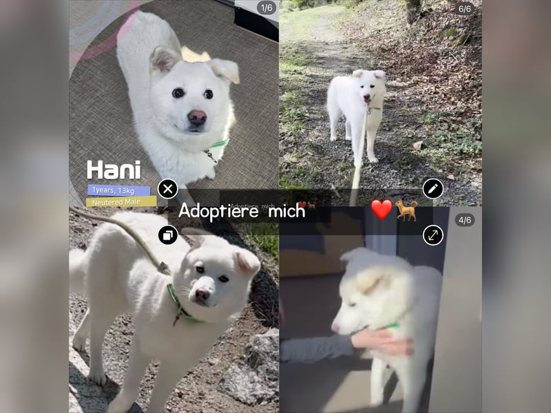 Hani – Kleine Herzenswolke sucht ein Zuhause voller Liebe