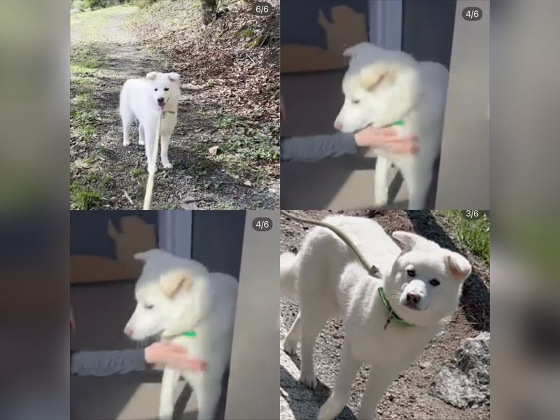 Hani – Kleine Herzenswolke sucht ein Zuhause voller Liebe