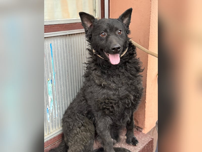 Kroatischer Schäferhund Viktor