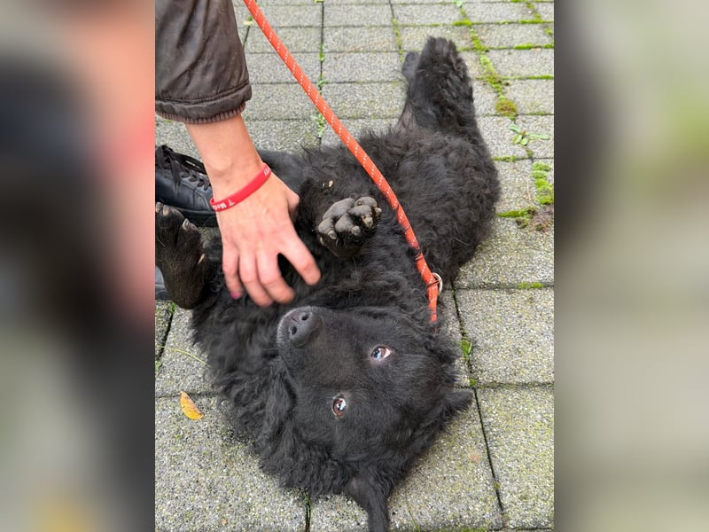 Kroatischer Schäferhund Viktor