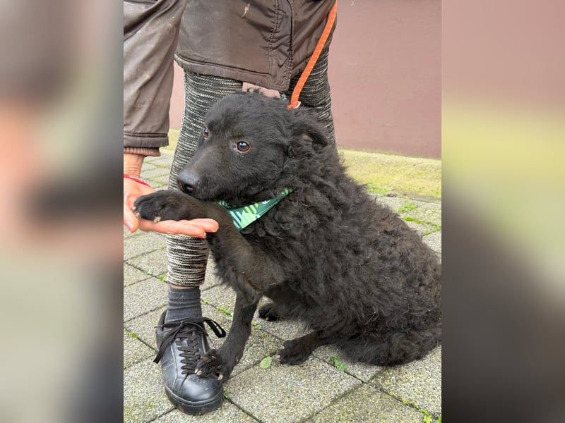 Kroatischer Schäferhund Viktor