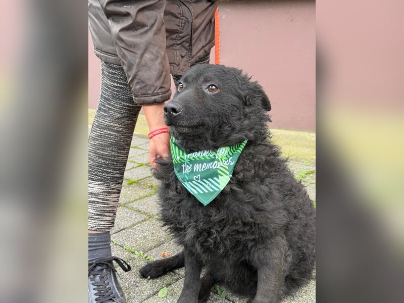 Kroatischer Schäferhund Viktor