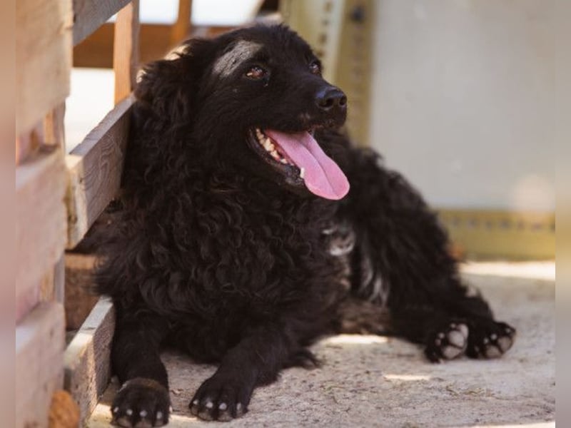 Bundo ❤️ sanfter, lieber, treuer Rüde sucht dich! Bundo ❤️ sanfter, lieber, treuer Rüde sucht dich!