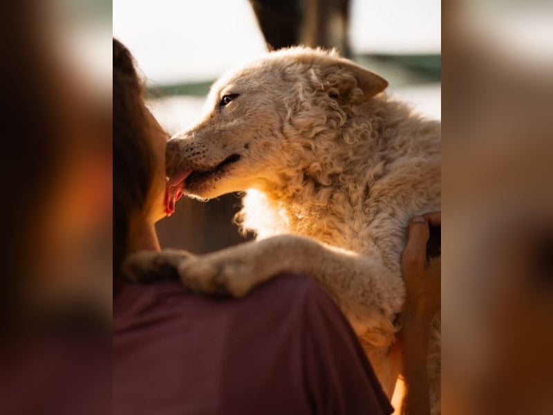 Oliver ❤️ neugierige, kuschlige Fellnase