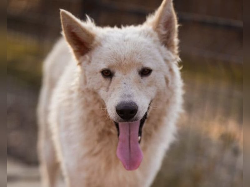 Oliver ❤️ neugierige, kuschlige Fellnase