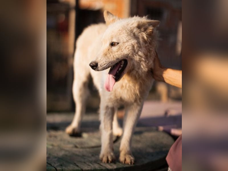 Oliver ❤️ neugierige, kuschlige Fellnase