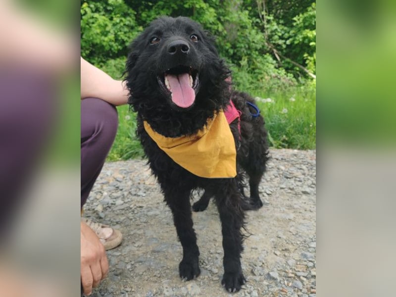 Bundo ❤️ sanfter, lieber, treuer Rüde sucht dich! Bundo ❤️ sanfter, lieber, treuer Rüde sucht dich!