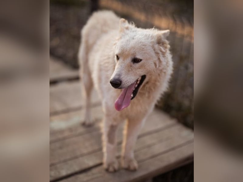 Oliver ❤️ neugierige, kuschlige Fellnase