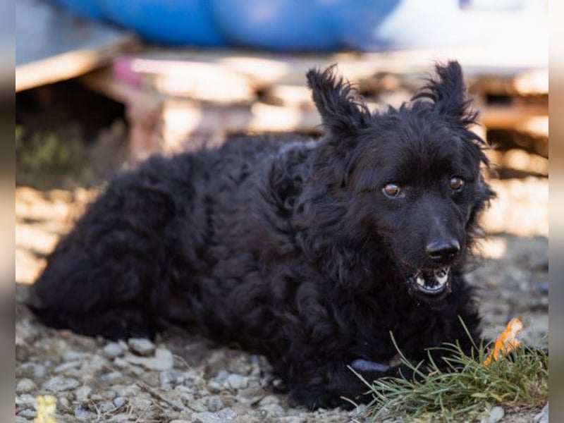 RIO❤️Kroat. Schäferhund-Mix und ein Sonnenschein mit Kuschelfaktor!