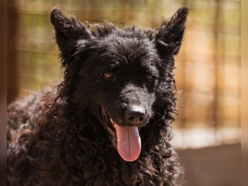 Bundo ❤️ sanfter, lieber, treuer Rüde sucht dich! Bundo ❤️ sanfter, lieber, treuer Rüde sucht dich!