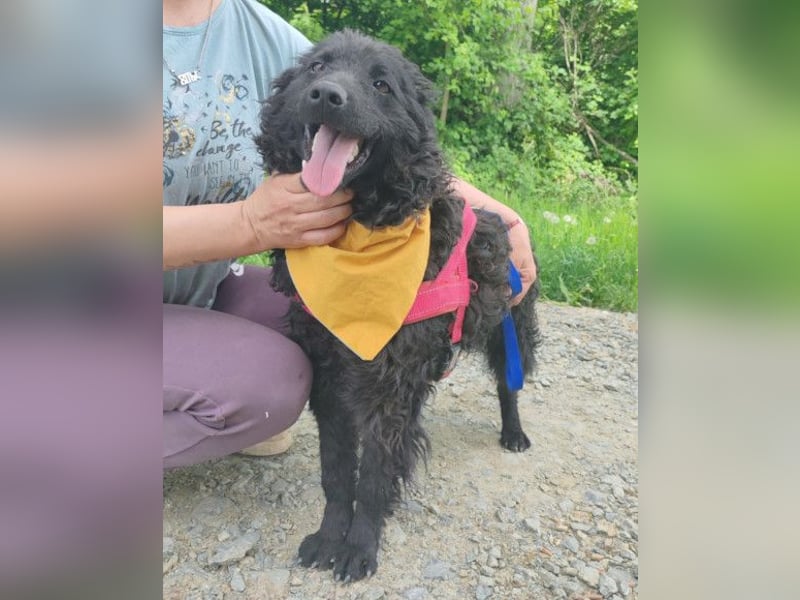 Bundo ❤️ sanfter, lieber, treuer Rüde sucht dich! Bundo ❤️ sanfter, lieber, treuer Rüde sucht dich!