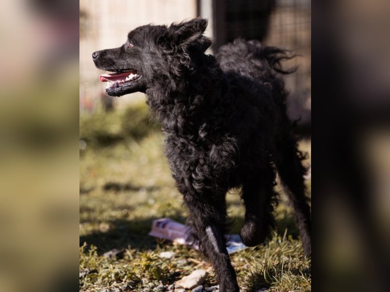 RIO❤️Kroat. Schäferhund-Mix und ein Sonnenschein mit Kuschelfaktor!