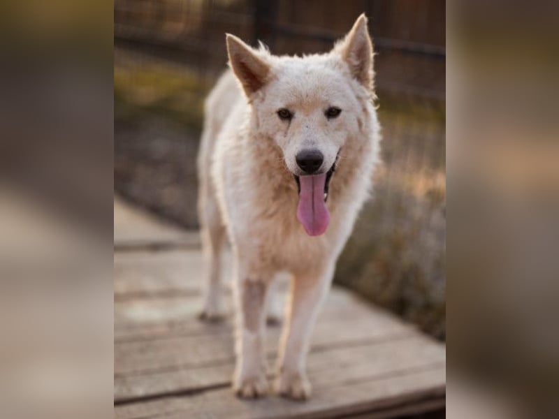 Oliver ❤️ neugierige, kuschlige Fellnase