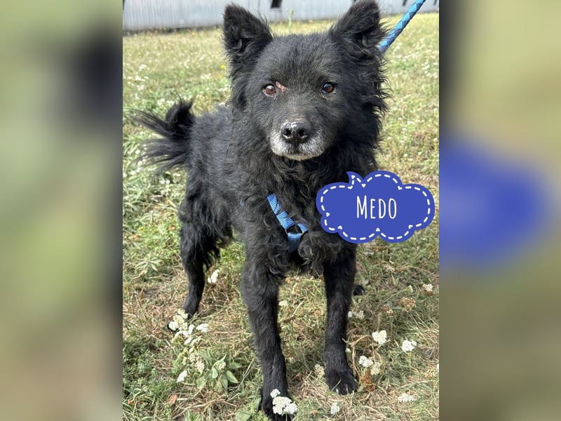 Medo ein besonderer Schatz Medo ein besonderer Schatz
