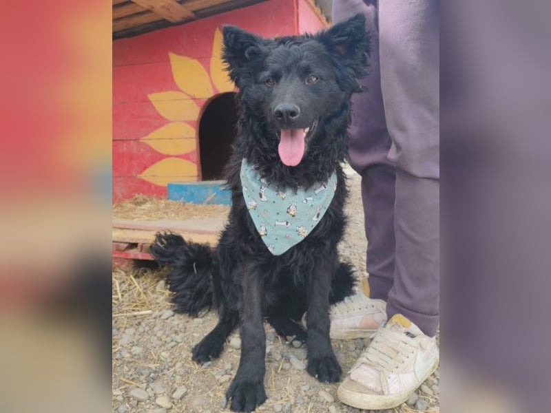 Lolek ❤️ verspielt, verschmust + treu!