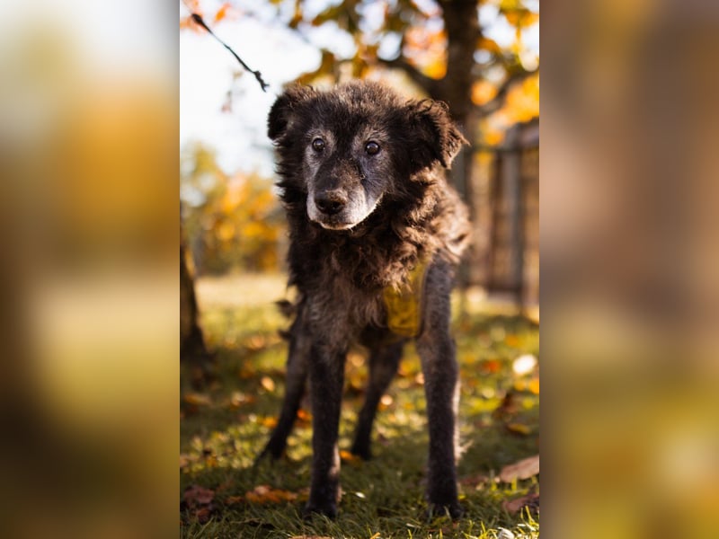 OldBoy ♥ Billy ♥ Senior sucht Treue & Liebe