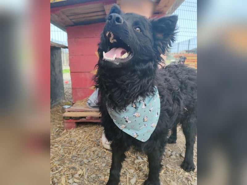 Lolek ❤️ verspielt, verschmust + treu!