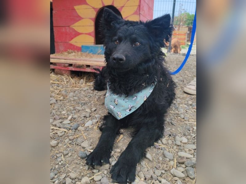 Lolek ❤️ verspielt, verschmust + treu!