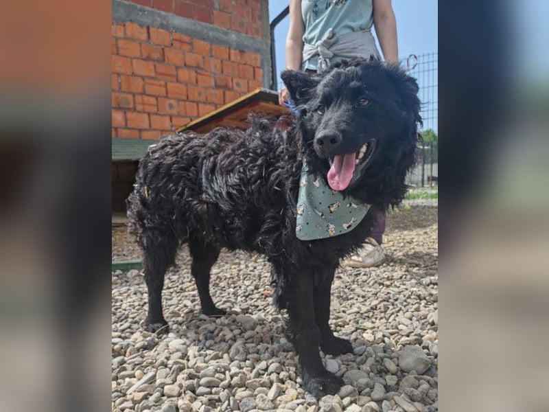 Lolek ❤️ verspielt, verschmust + treu!