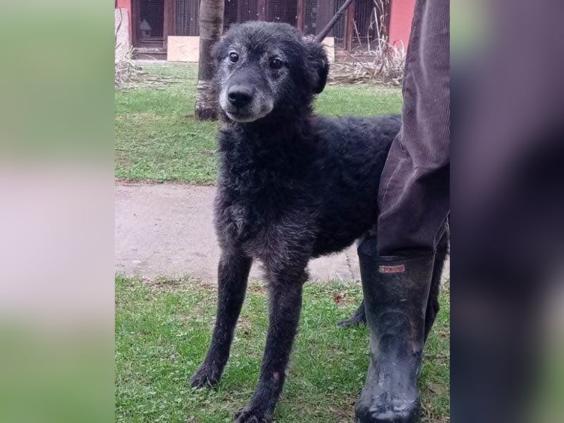 OldBoy ♥ Billy ♥ Senior sucht Treue & Liebe