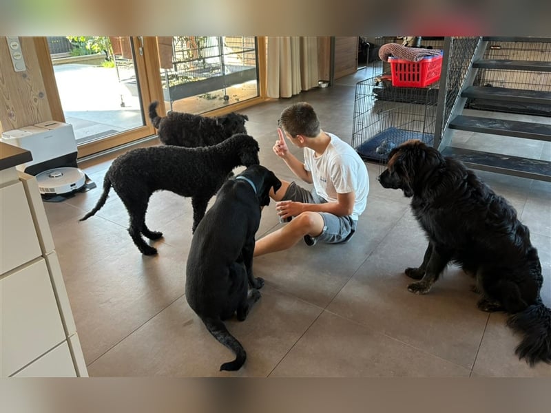 BUFFY ❤️ süße Familienhündin, Pflegefamilie Hückelhoven