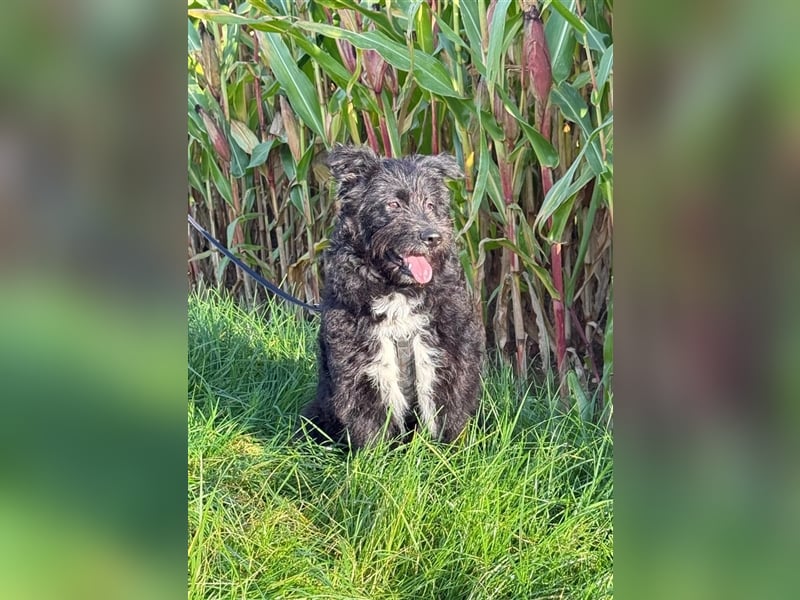 BUFFY ❤️ süße Familienhündin, Pflegefamilie Hückelhoven