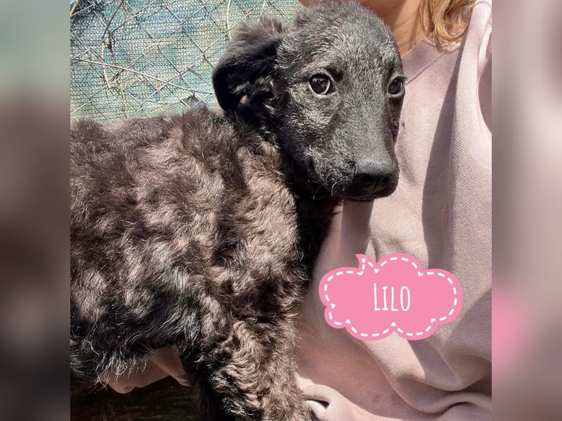 Lilo eine zarte Mimose