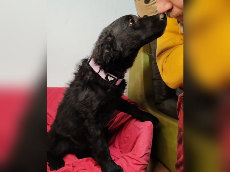 Bruna ❤️ sucht ihre Familie zum Schmusen