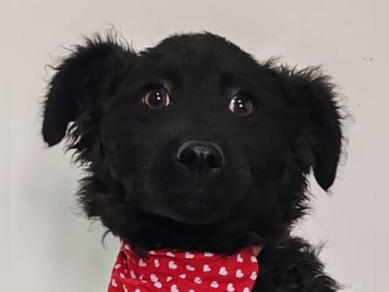 ZOA❤️Kroat. Schäferhund-Mix-Mädel voller purer Lebensfreude
