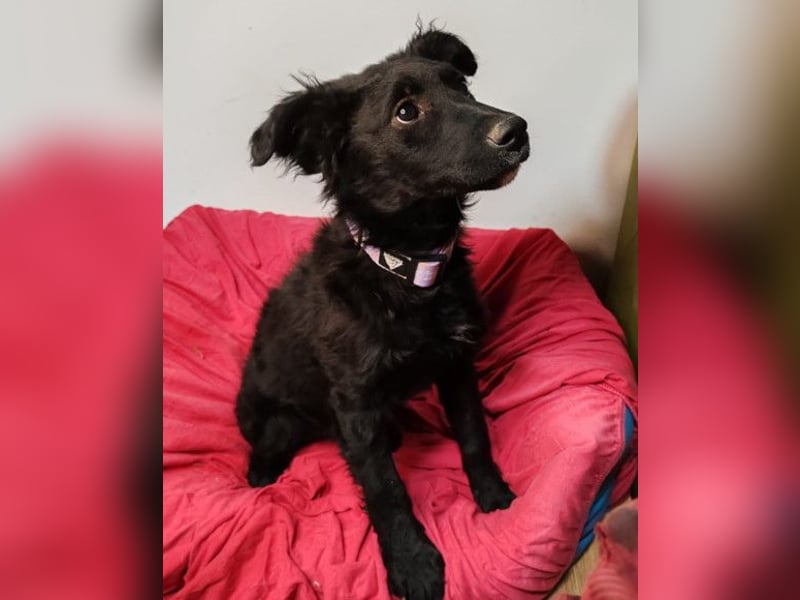 Bruna ❤️ sucht ihre Familie zum Schmusen