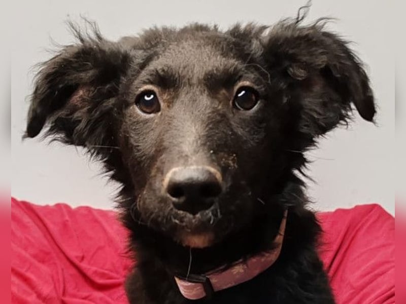 Bruna ❤️ sucht ihre Familie zum Schmusen