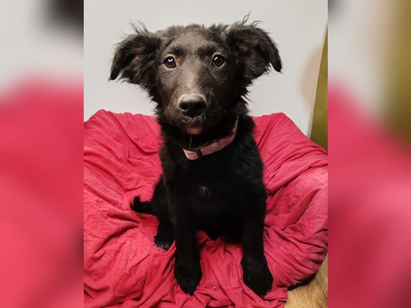 Bruna ❤️ sucht ihre Familie zum Schmusen