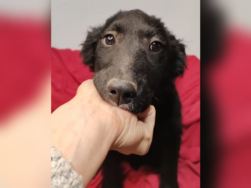 Bruna ❤️ sucht ihre Familie zum Schmusen