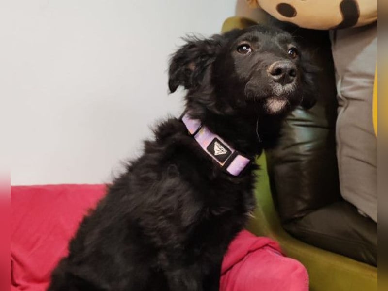 Bruna ❤️ sucht ihre Familie zum Schmusen