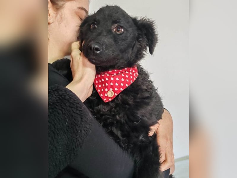 ZOA❤️Kroat. Schäferhund-Mix-Mädel voller purer Lebensfreude