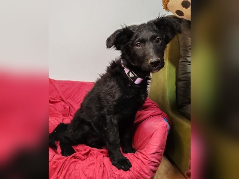 Bruna ❤️ sucht ihre Familie zum Schmusen