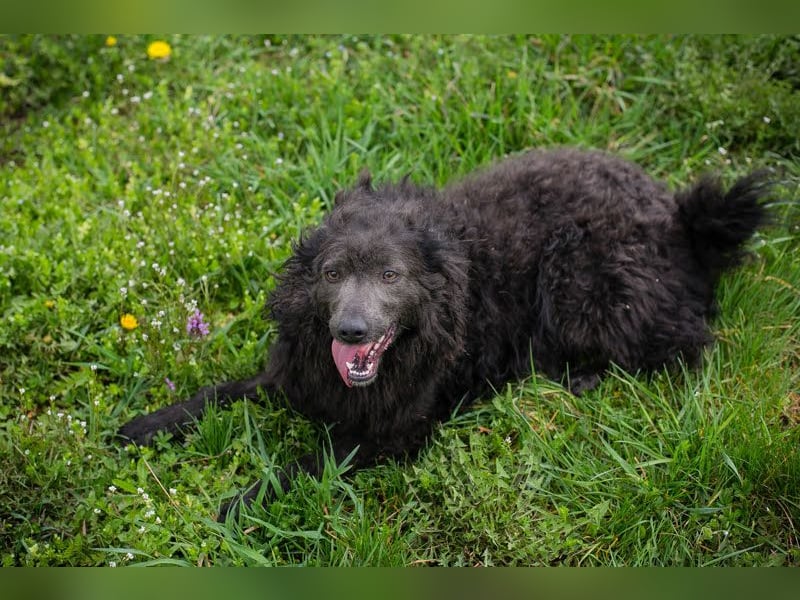 Priska: Für Menschen mit Herz und Hundeverstand