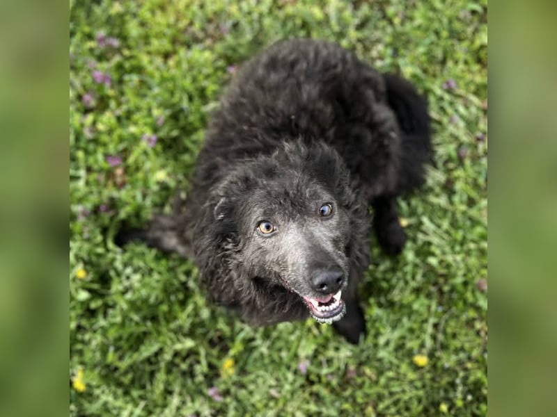 Priska: Für Menschen mit Herz und Hundeverstand