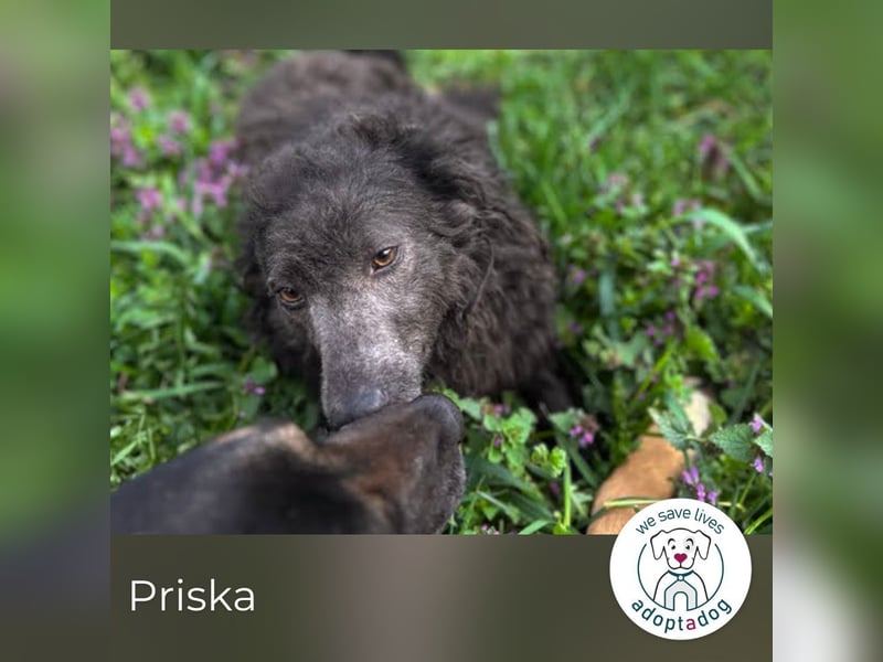 Priska: Für Menschen mit Herz und Hundeverstand