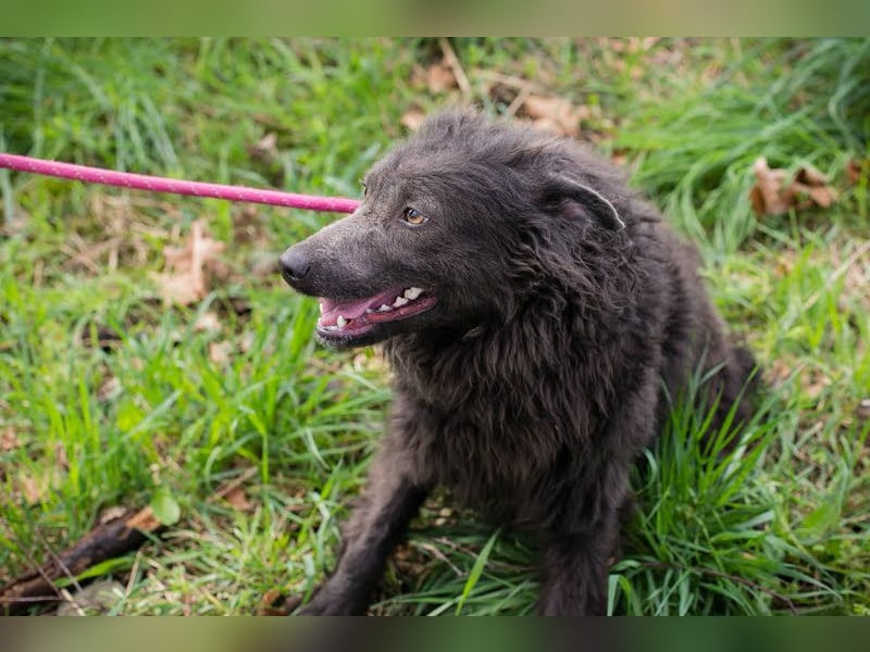 Priska: Für Menschen mit Herz und Hundeverstand