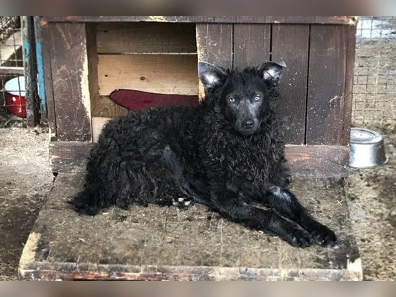 Priska: Für Menschen mit Herz und Hundeverstand