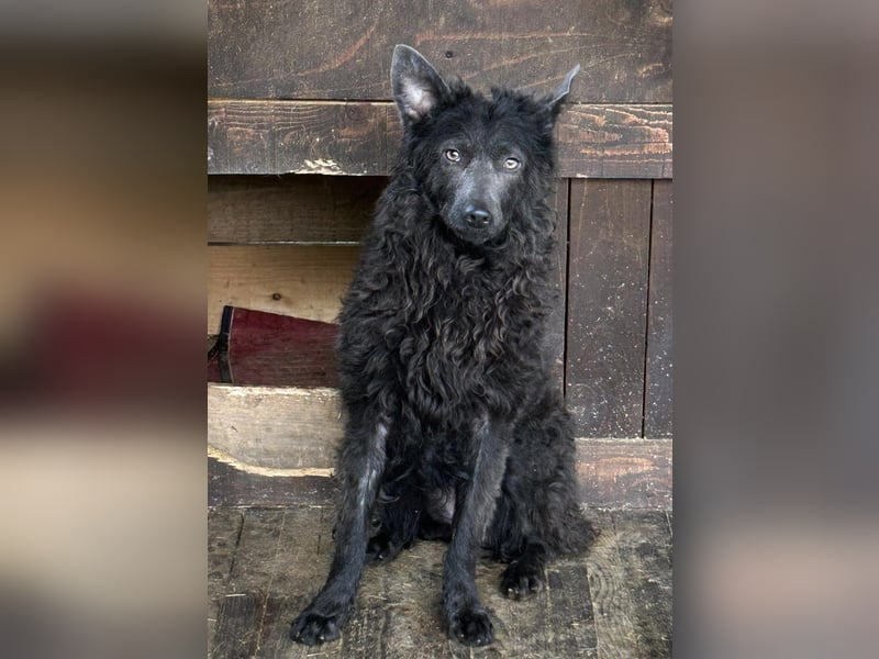 Priska: Für Menschen mit Herz und Hundeverstand