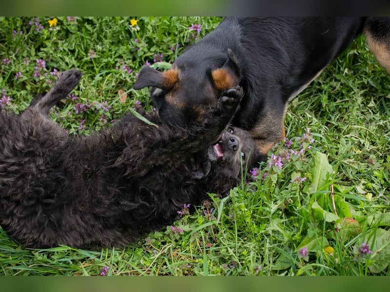 Priska: Für Menschen mit Herz und Hundeverstand