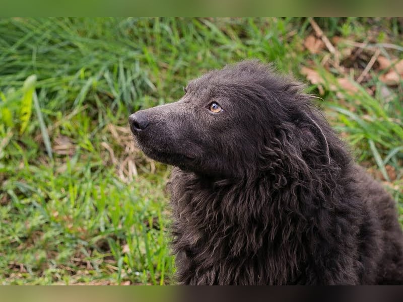 Priska: Für Menschen mit Herz und Hundeverstand
