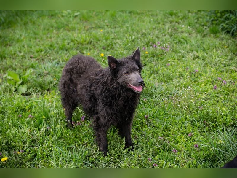 Priska: Für Menschen mit Herz und Hundeverstand