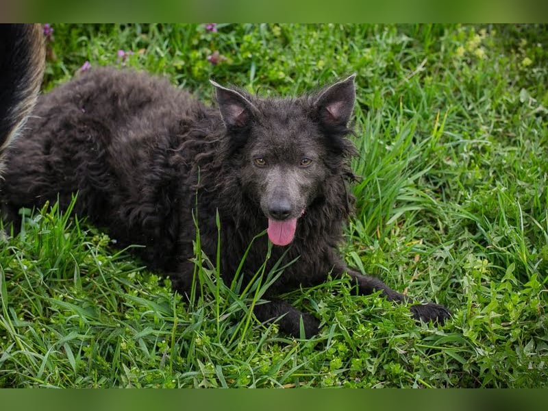 Priska: Für Menschen mit Herz und Hundeverstand