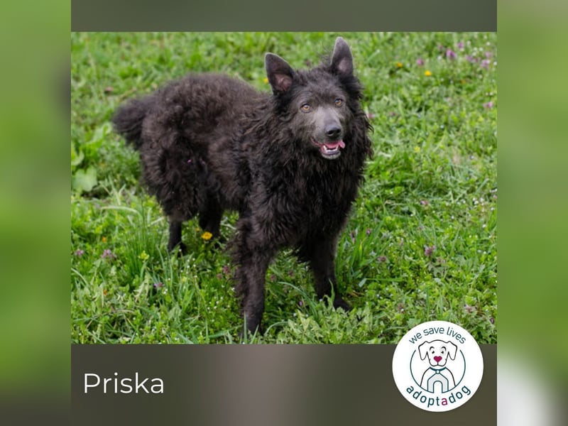 Priska: Für Menschen mit Herz und Hundeverstand
