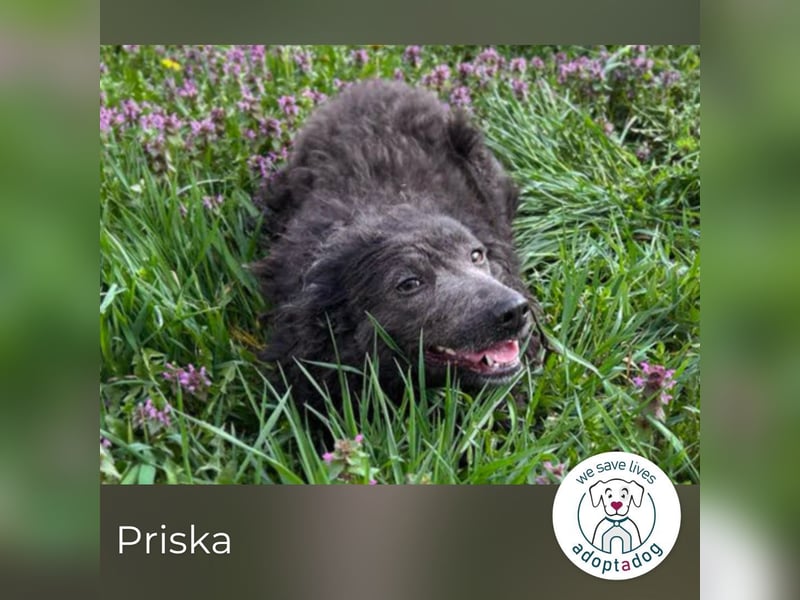 Priska: Für Menschen mit Herz und Hundeverstand