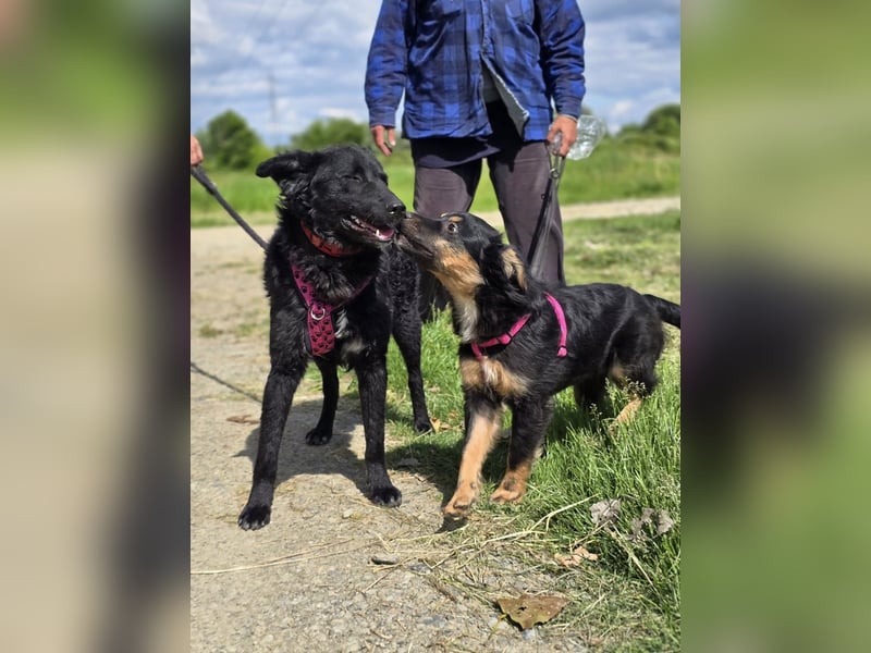 ❤️ Janja Sportlicher Hund mit Kuschelbonus